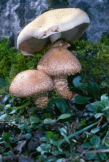 Pholiota squarrosa